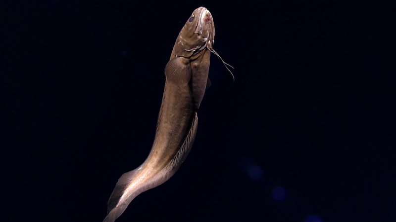 Image courtesy of the NOAA Office of Ocean Exploration and Research, 2017 Laulima O Ka Moana.